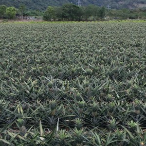 鳳梨田