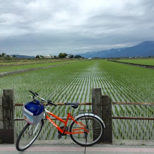 paddy field