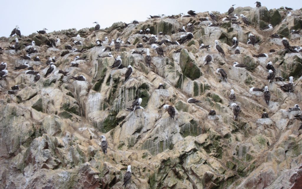 Peru. Ballesta Islands.