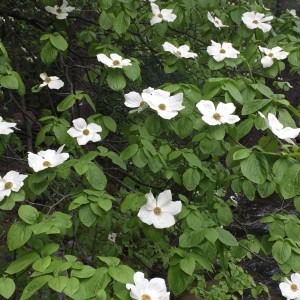 Dogwood Trees in bloom