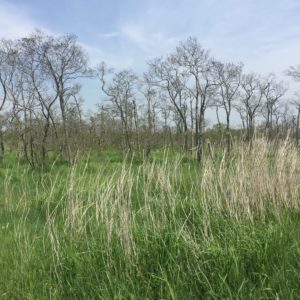 kushiro marshland