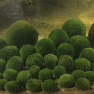 marimo balls