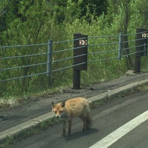 hokkaido fox