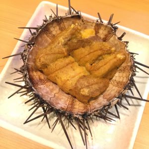 sea urchin