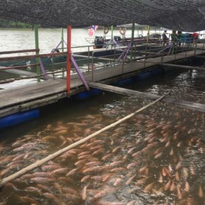 fish farm