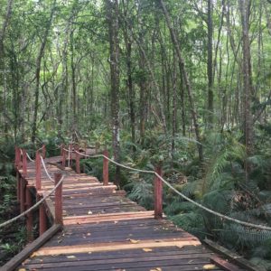 Matang Mangrove Forest Reserve