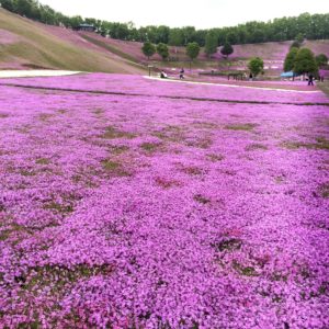 pink hills