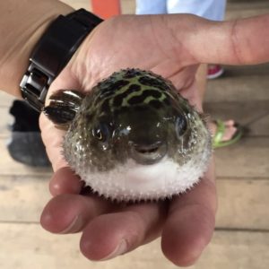 fugu puffer fish