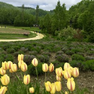 tulip fields