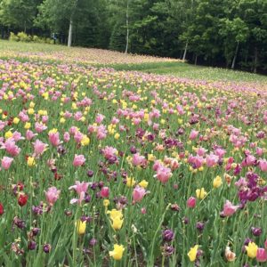 tulip fields