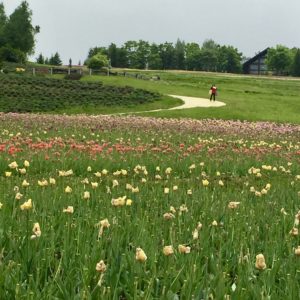 tulip fields