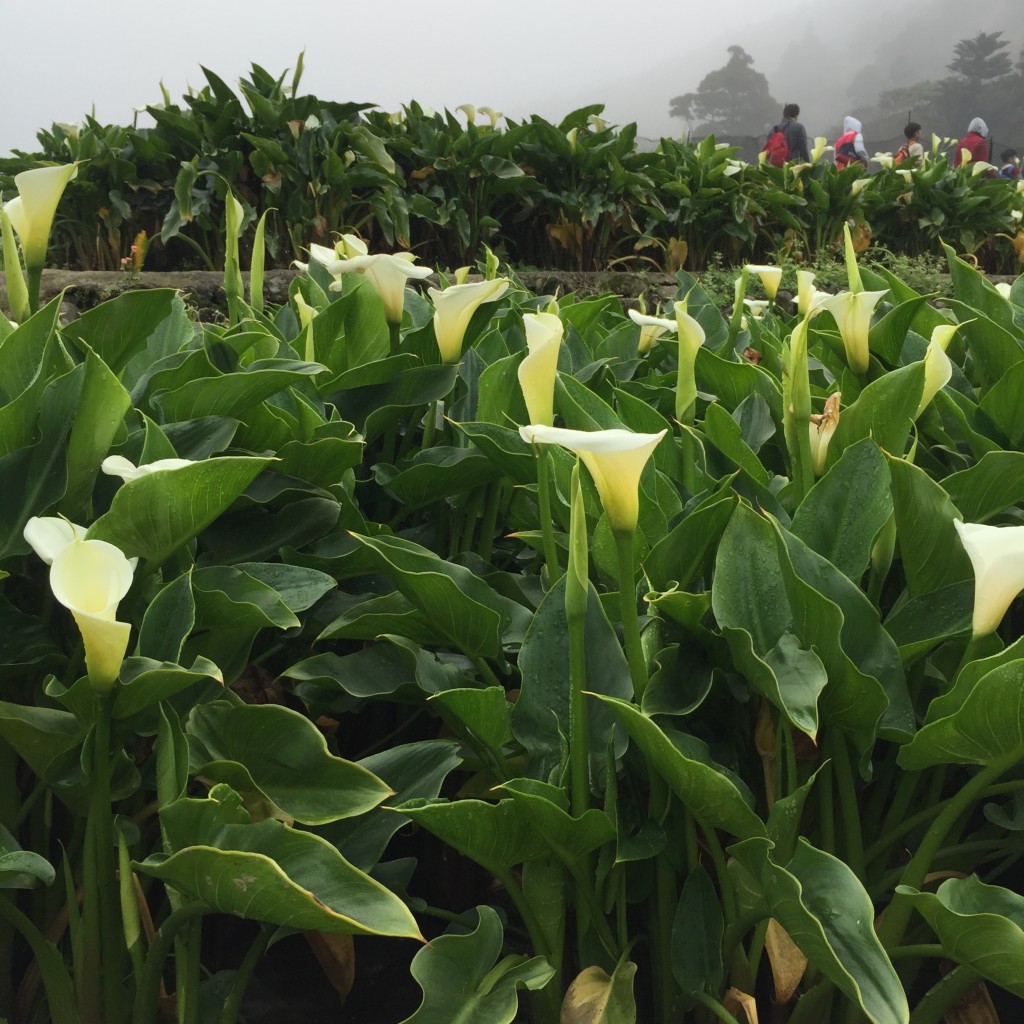 台北。阳明山赏花吃野菜。