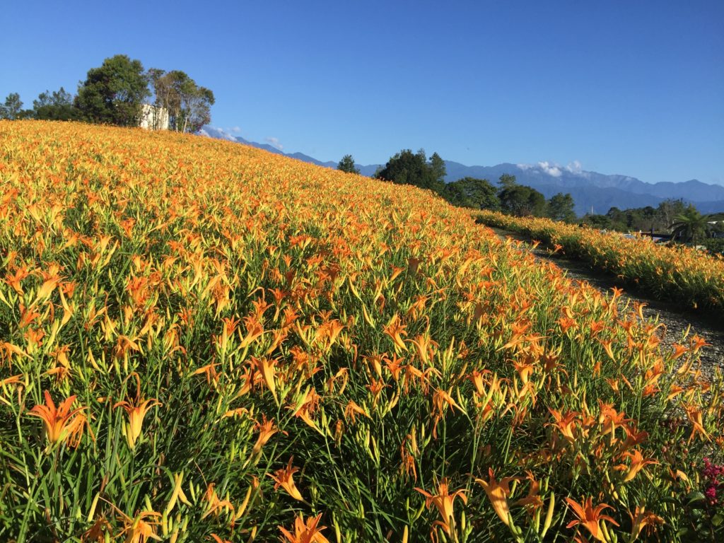 六十石山。赤科山。金针花季。